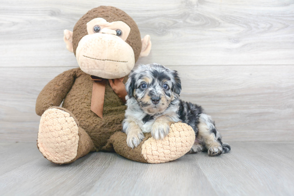 Smart Mini Aussiedoodle Poodle Mix Pup