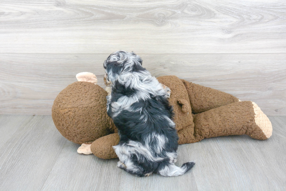 Mini Aussiedoodle Puppy for Adoption