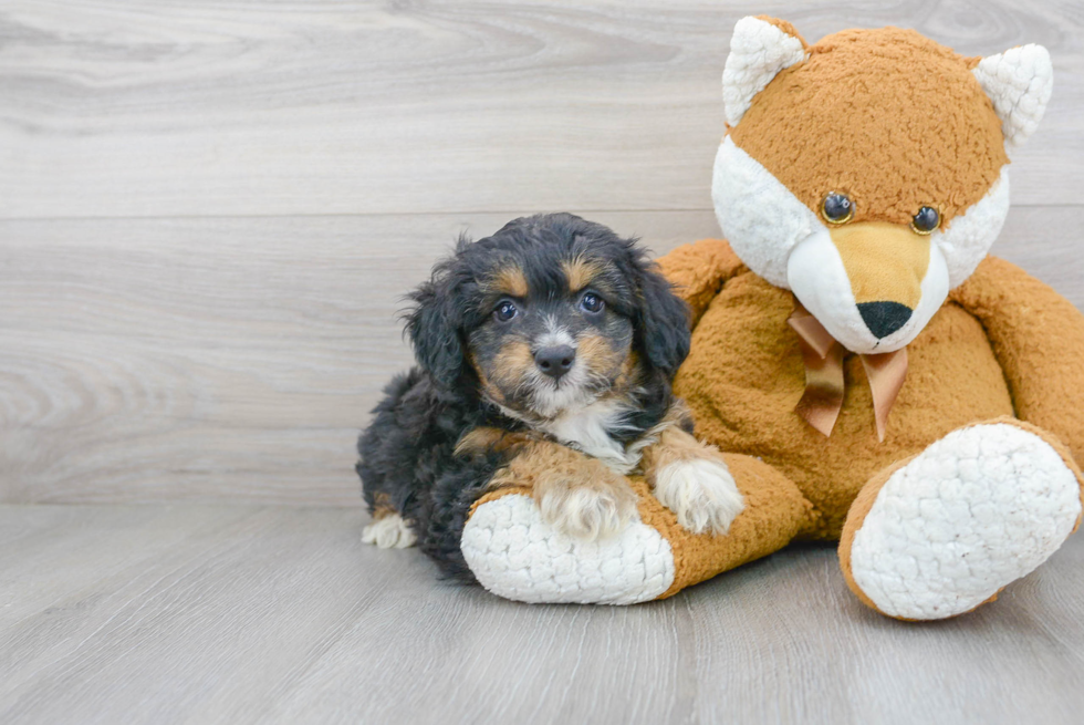 Little Aussiepoo Poodle Mix Puppy