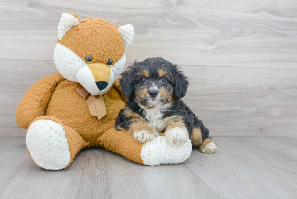 Fluffy Mini Aussiedoodle Poodle Mix Pup