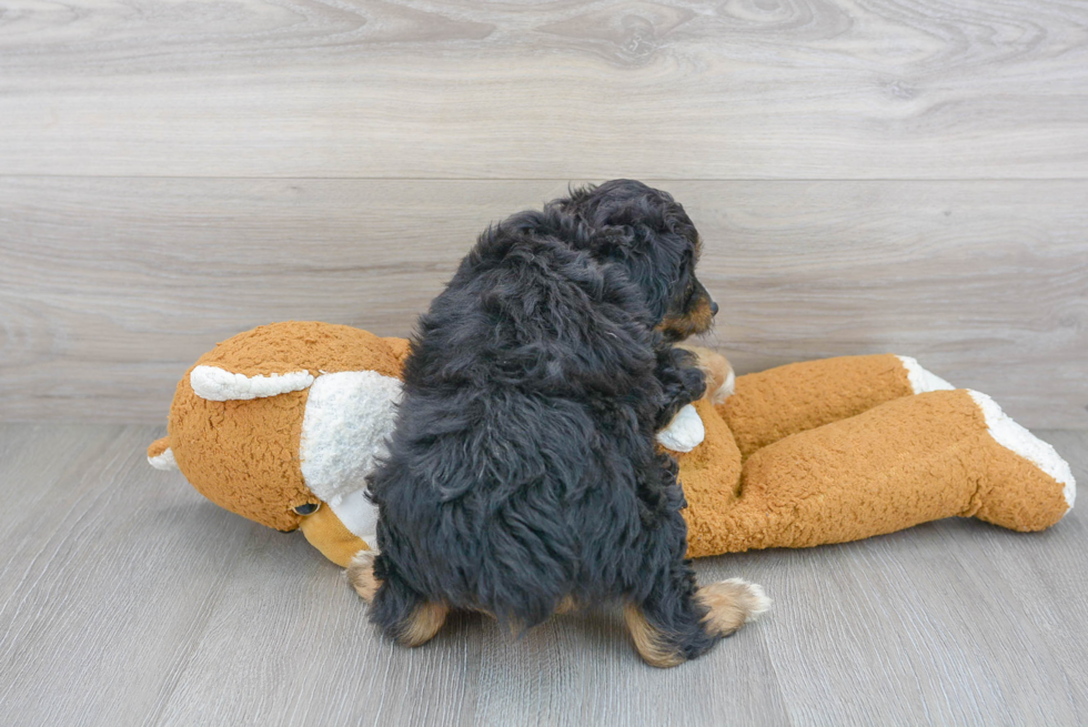 Mini Aussiedoodle Pup Being Cute