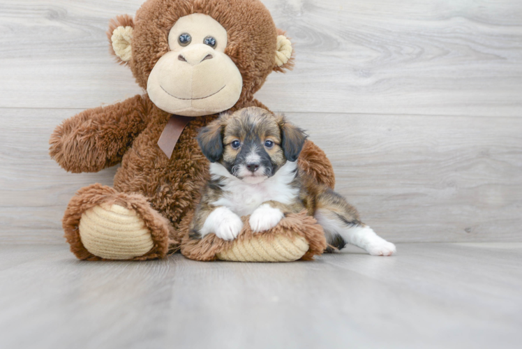 Best Mini Aussiedoodle Baby