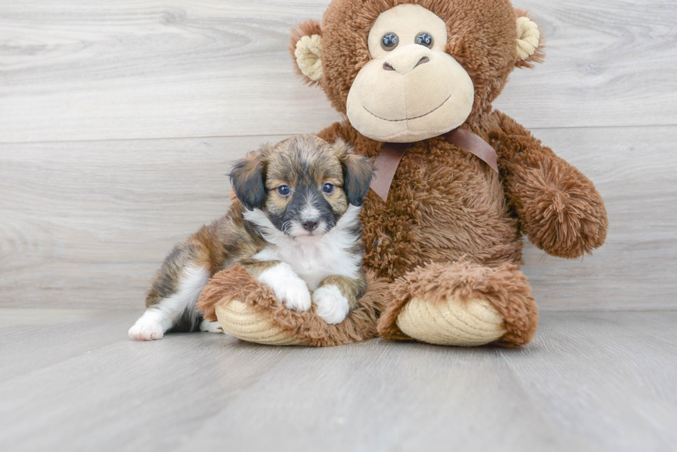 Playful Aussiepoo Poodle Mix Puppy