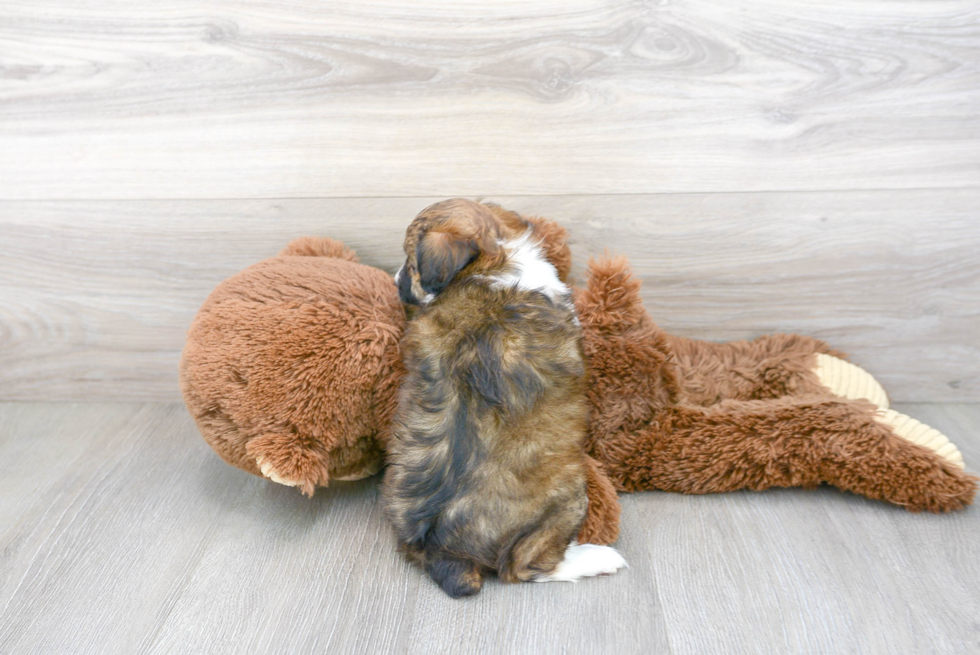 Friendly Mini Aussiedoodle Baby