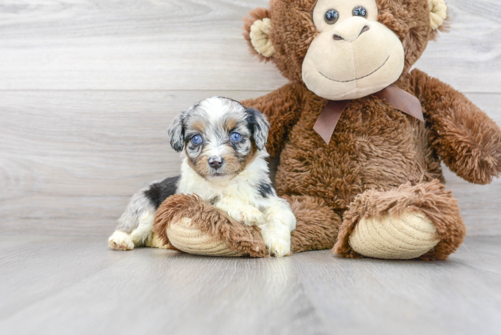 Mini Aussiedoodle Puppy for Adoption