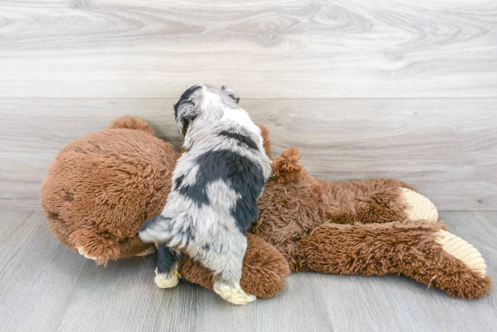 Sweet Mini Aussiedoodle Baby