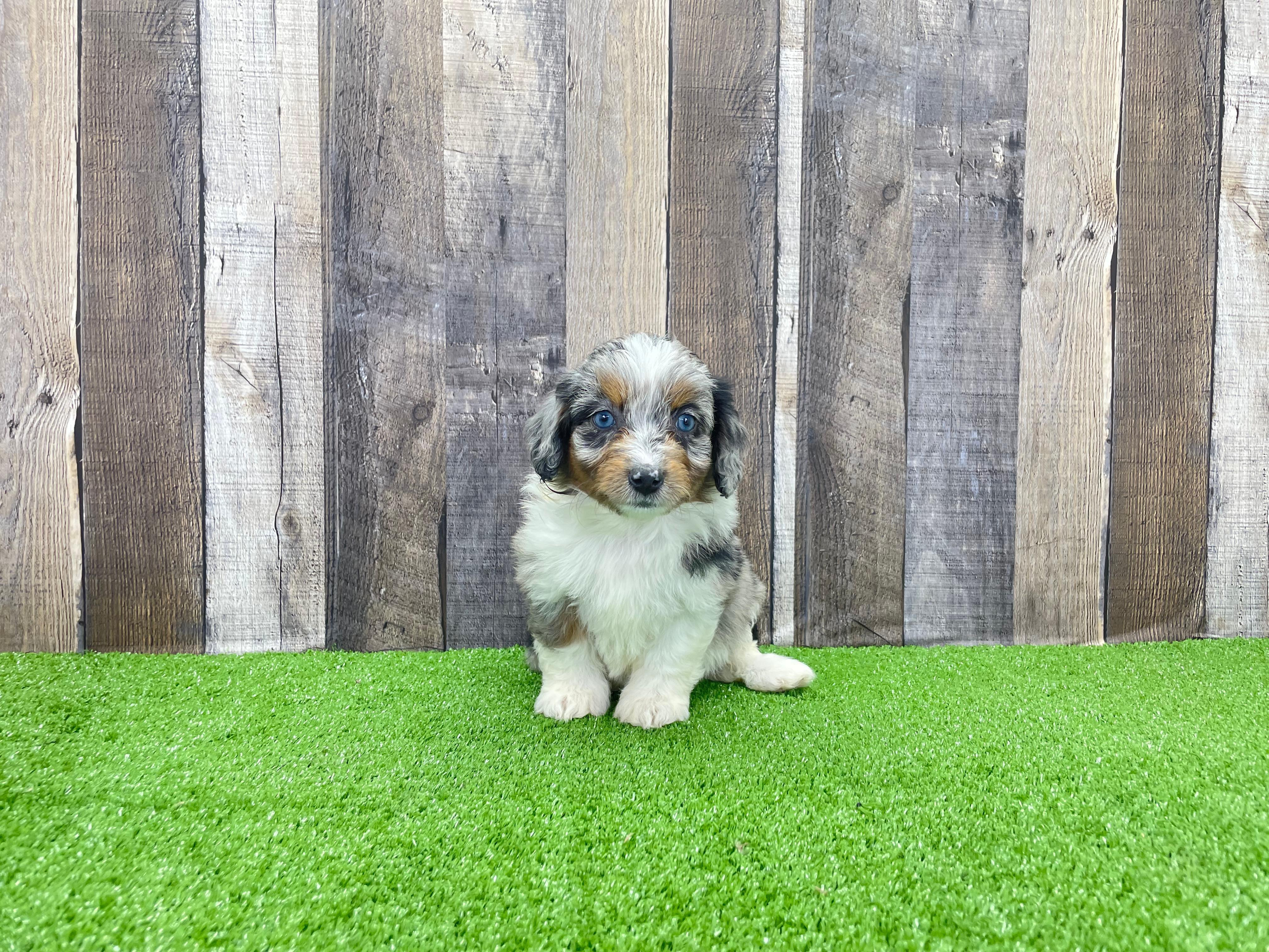 Fluffy Mini Aussiedoodle Poodle Mix Pup