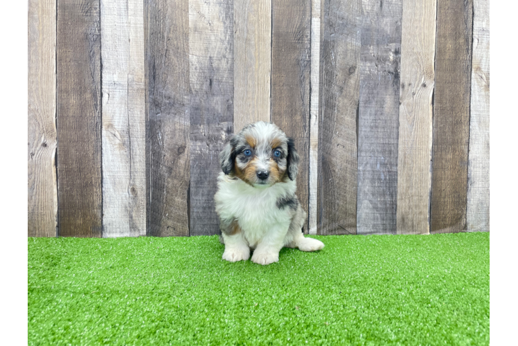 Fluffy Mini Aussiedoodle Poodle Mix Pup