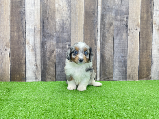 Fluffy Mini Aussiedoodle Poodle Mix Pup