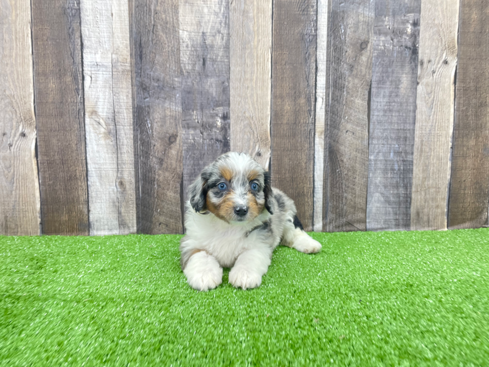 Mini Aussiedoodle Puppy for Adoption