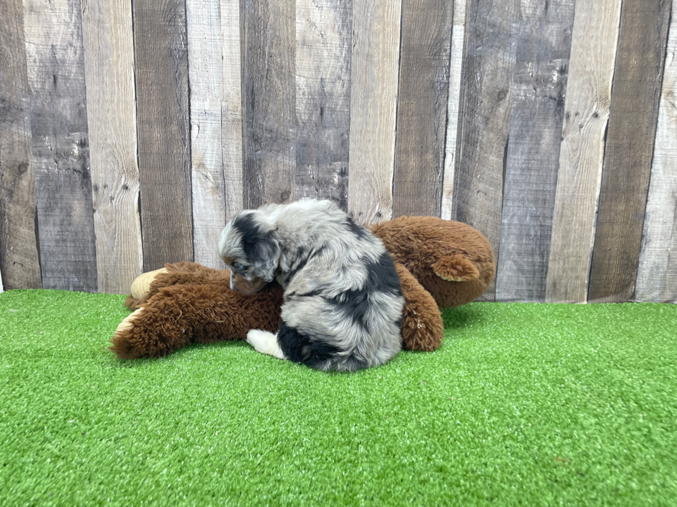 Happy Mini Aussiedoodle Baby