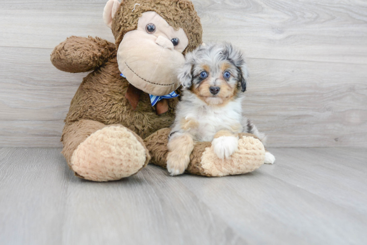 Happy Mini Aussiedoodle Baby