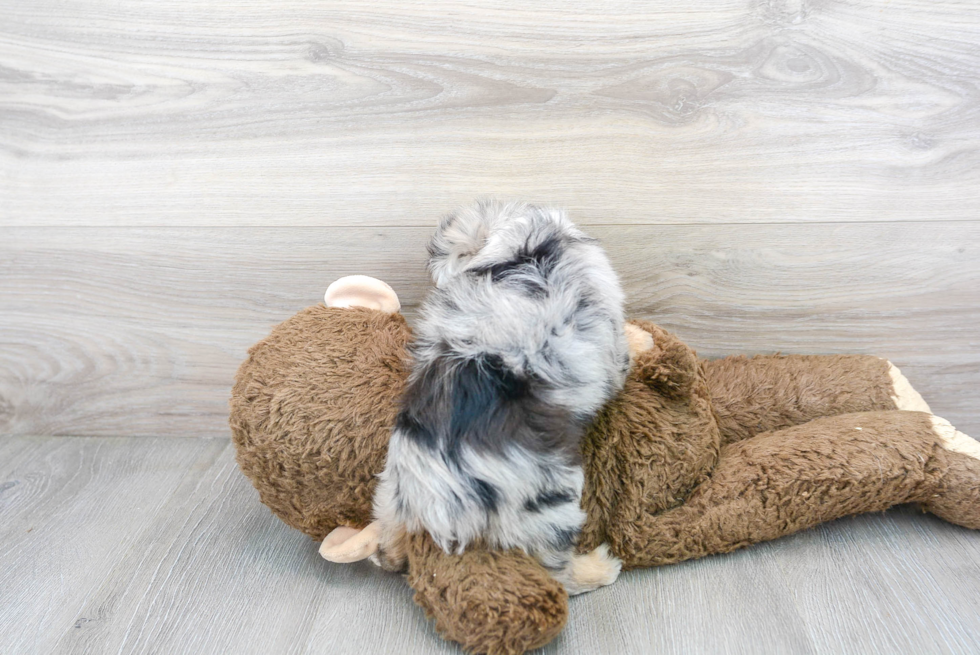 Energetic Aussiepoo Poodle Mix Puppy