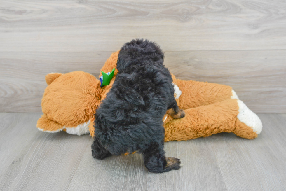 Fluffy Mini Aussiedoodle Poodle Mix Pup