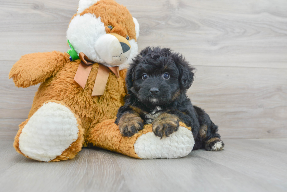 Best Mini Aussiedoodle Baby