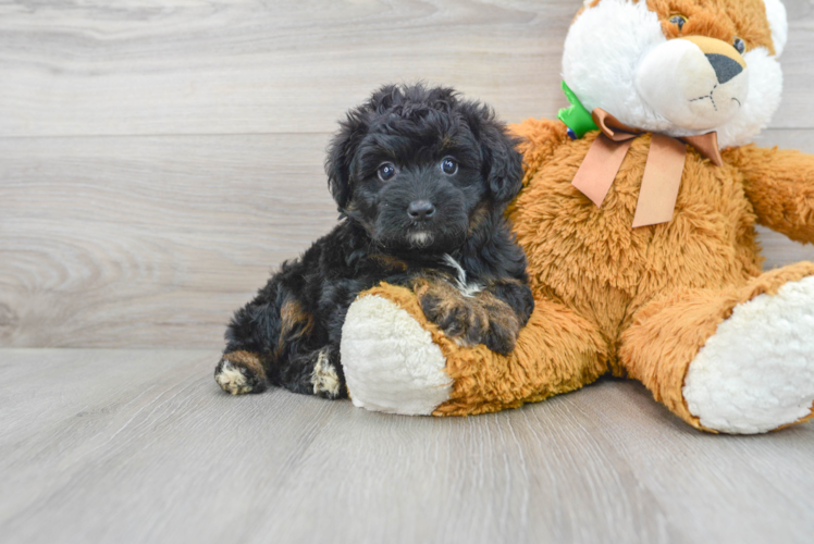 Mini Aussiedoodle Pup Being Cute