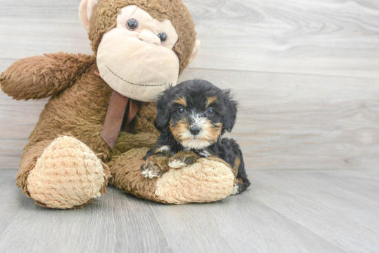 Cute Mini Aussiedoodle Baby