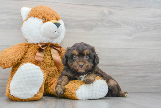 Happy Mini Aussiedoodle Baby