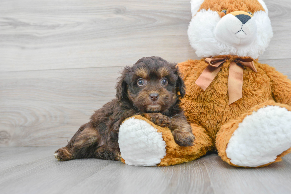 Mini Aussiedoodle Pup Being Cute