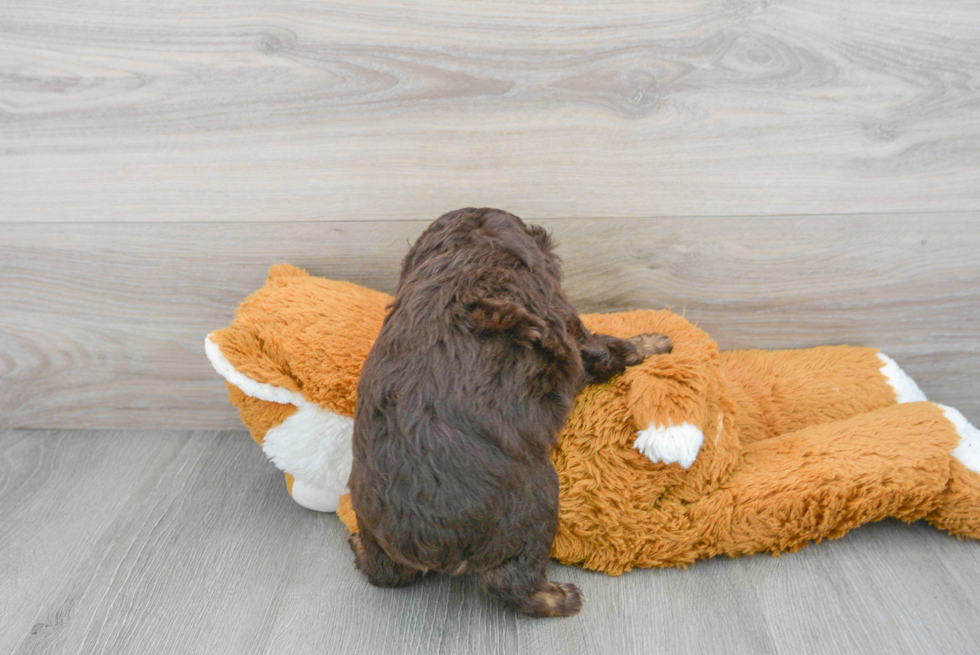 Playful Aussiepoo Poodle Mix Puppy