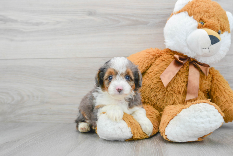 Fluffy Mini Aussiedoodle Poodle Mix Pup