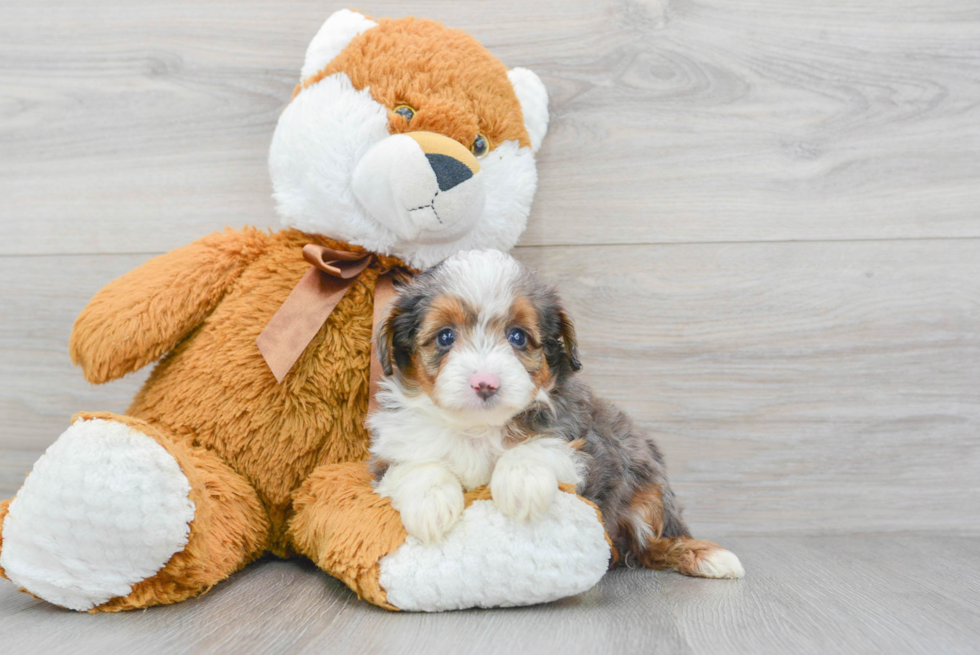 Cute Mini Aussiedoodle Baby