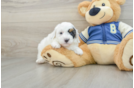 Friendly Mini Aussiedoodle Baby