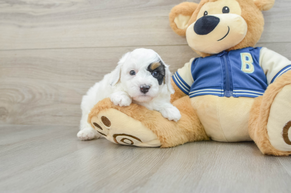 5 week old Mini Aussiedoodle Puppy For Sale - Premier Pups