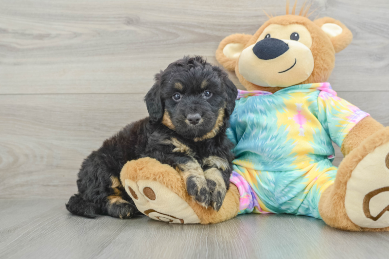 Meet Nikola - our Mini Aussiedoodle Puppy Photo 1/3 - Premier Pups