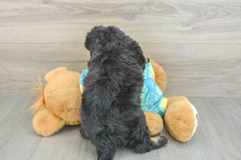 Meet Nikola - our Mini Aussiedoodle Puppy Photo 2/3 - Premier Pups
