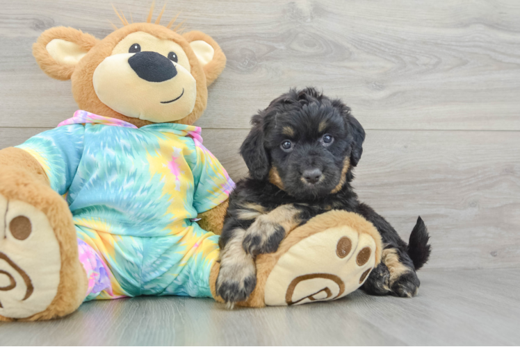 Mini Aussiedoodle Puppy for Adoption