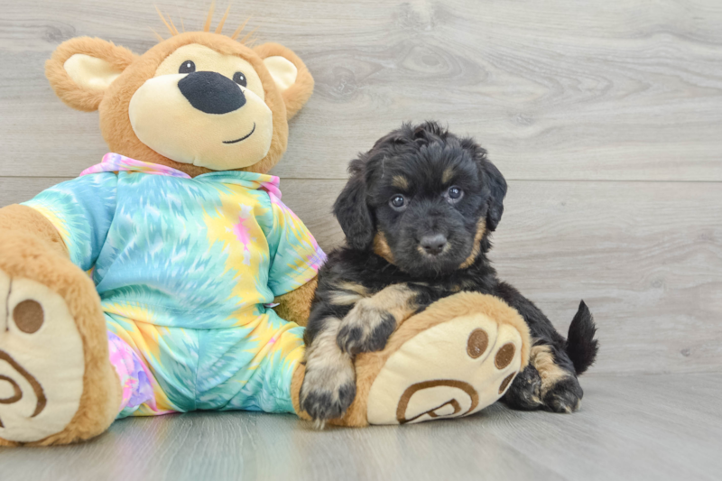 Meet Nikola - our Mini Aussiedoodle Puppy Photo 3/3 - Premier Pups