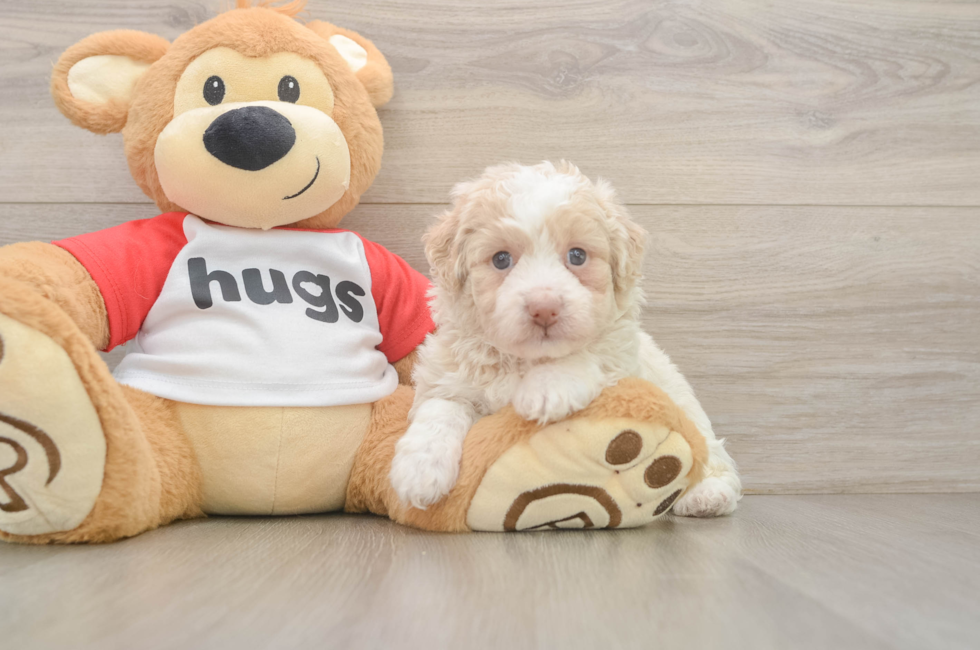 5 week old Mini Aussiedoodle Puppy For Sale - Premier Pups