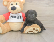 6 week old Mini Aussiedoodle Puppy For Sale - Premier Pups