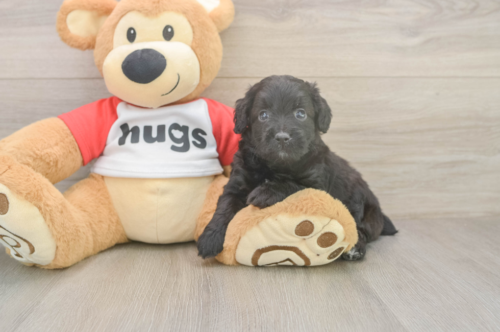 5 week old Mini Aussiedoodle Puppy For Sale - Premier Pups