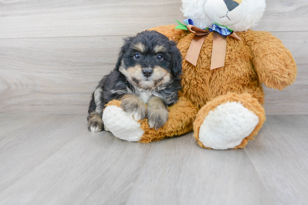 Best Mini Aussiedoodle Baby
