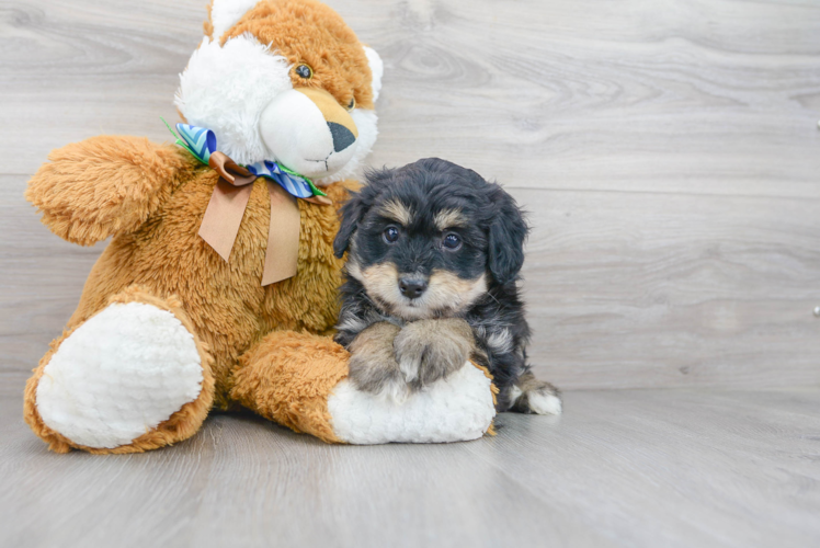 Cute Mini Aussiedoodle Poodle Mix Pup