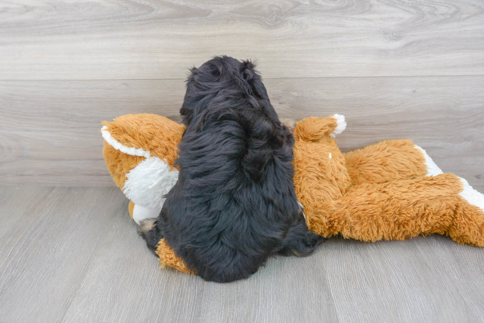 Cute Mini Aussiedoodle Baby
