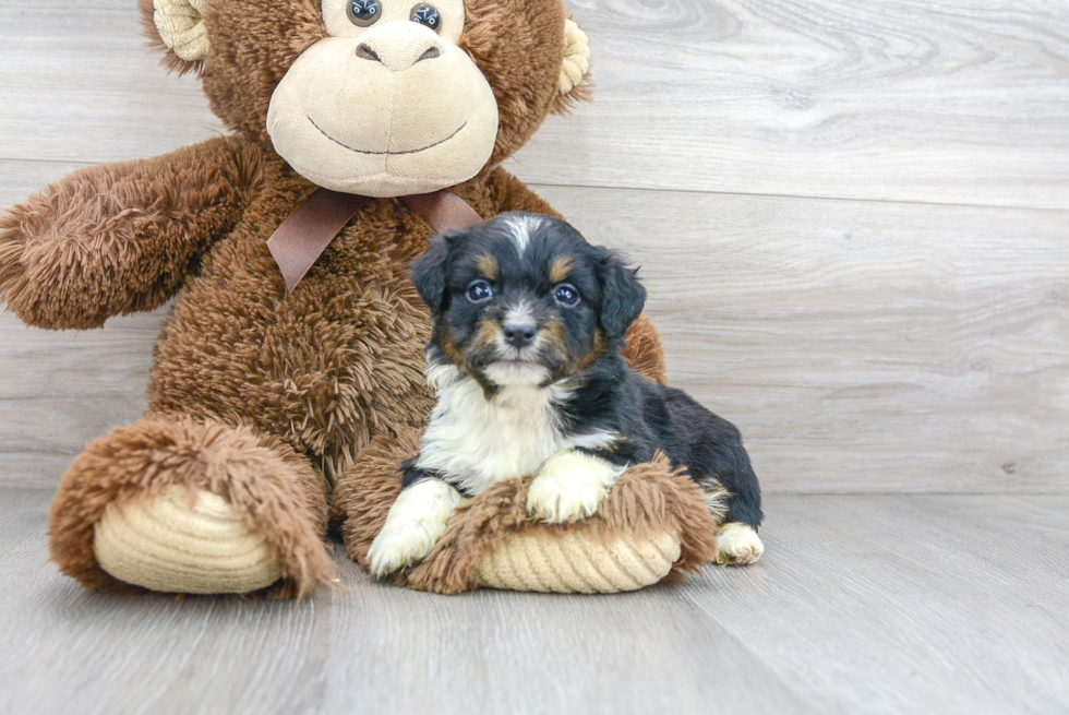 Best Mini Aussiedoodle Baby