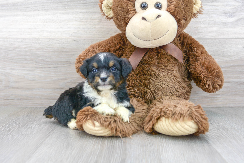 Happy Mini Aussiedoodle Baby