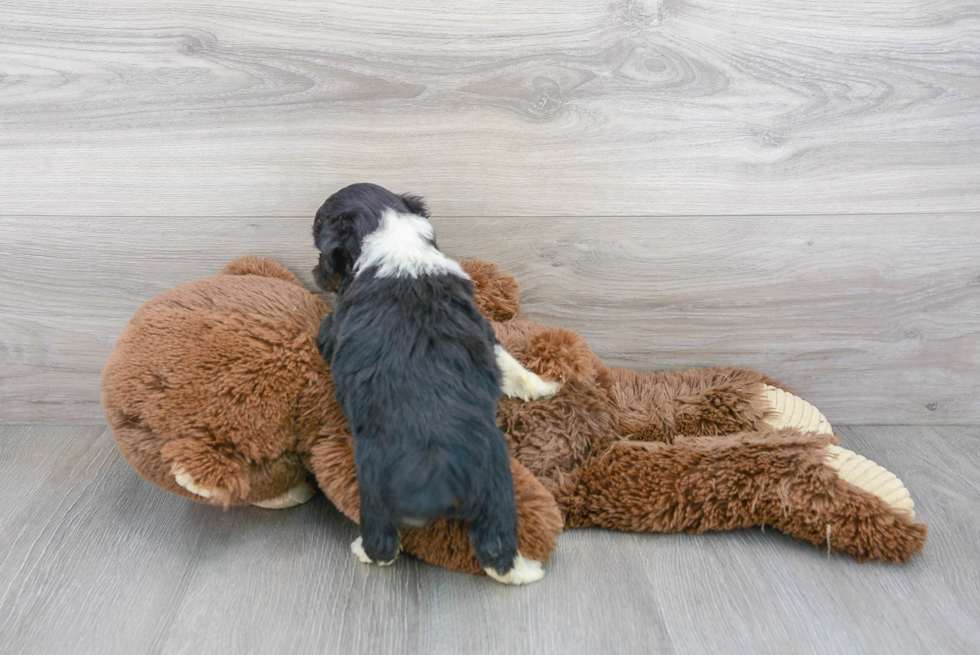 Playful Aussiepoo Poodle Mix Puppy