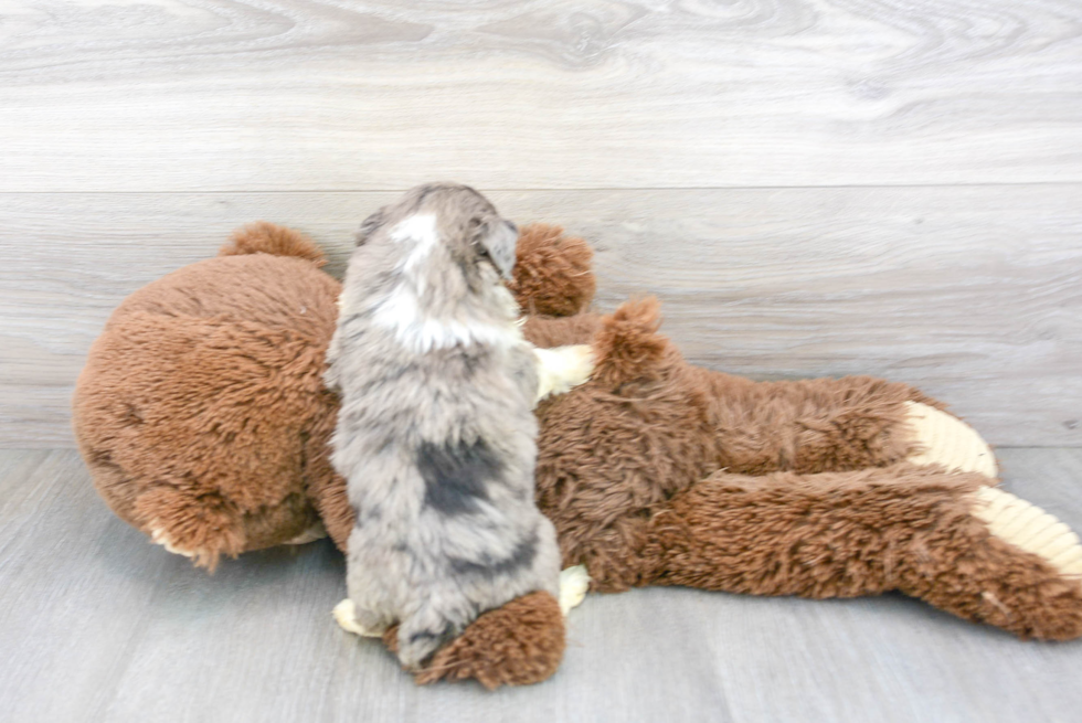 Smart Mini Aussiedoodle Poodle Mix Pup