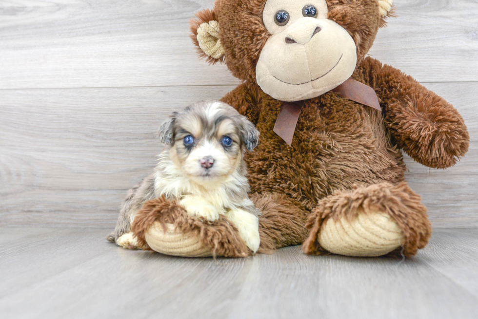 Happy Mini Aussiedoodle Baby