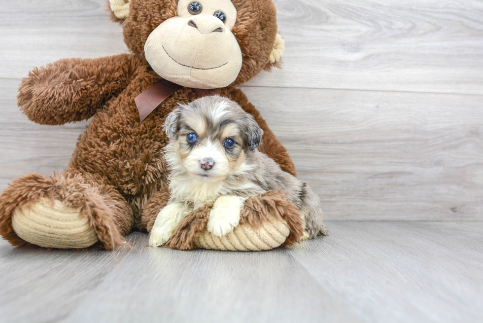 Sweet Mini Aussiedoodle Baby