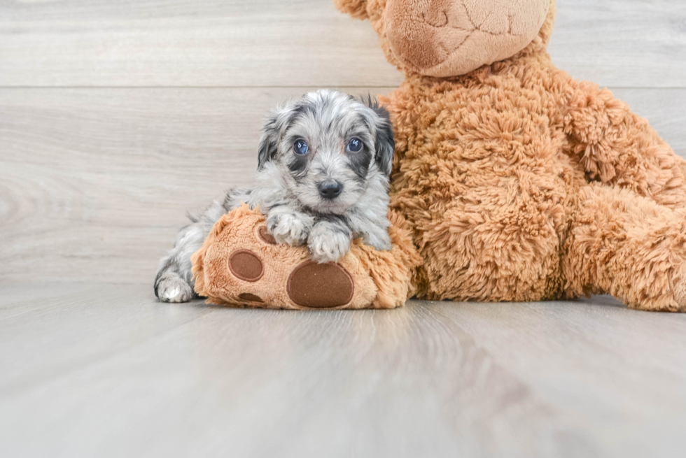 Mini Aussiedoodle Pup Being Cute