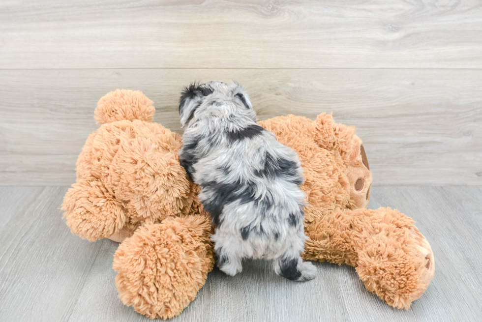 Adorable Aussiepoo Poodle Mix Puppy