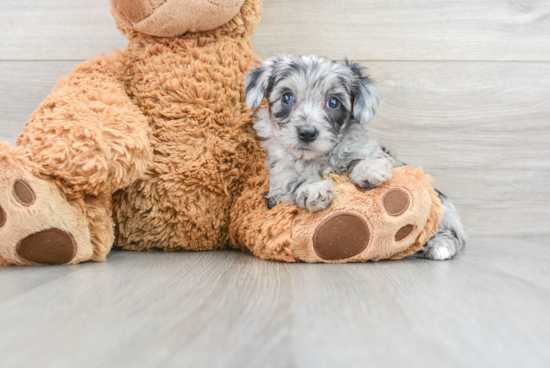 Popular Mini Aussiedoodle Poodle Mix Pup