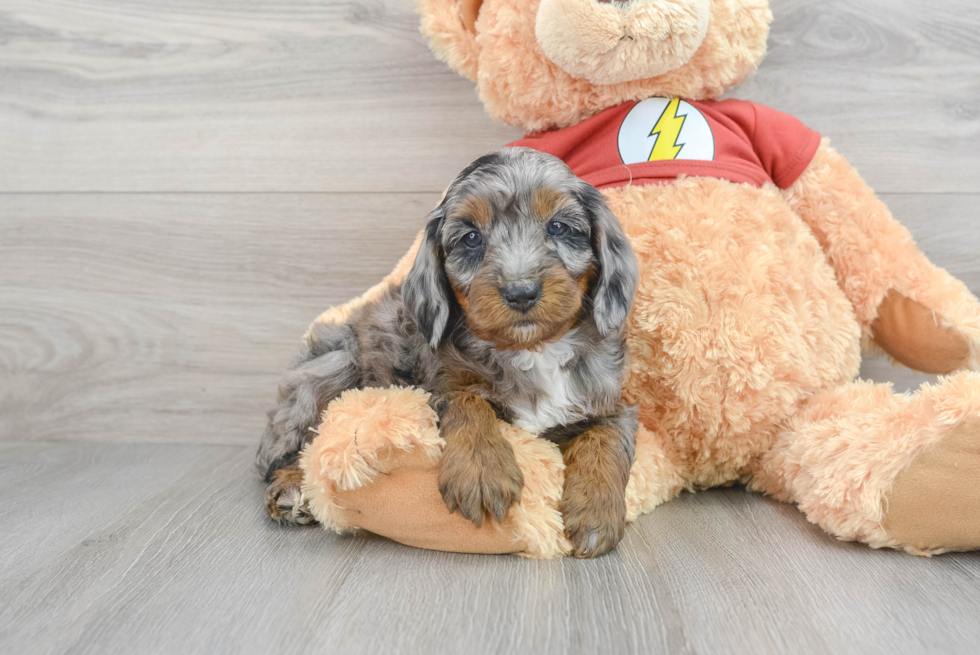 Cute Mini Aussiedoodle Baby