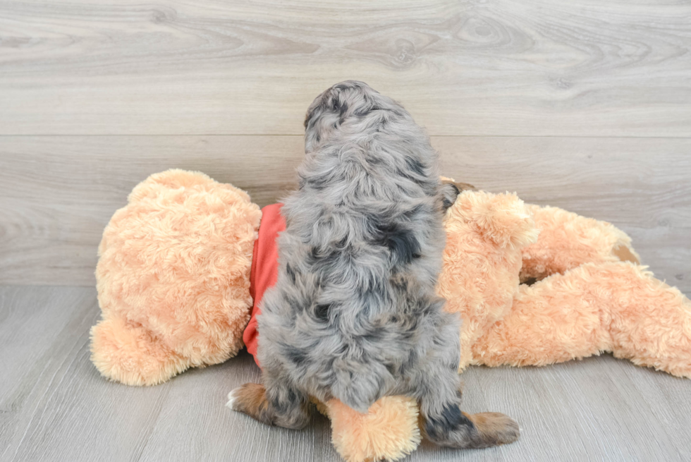 Best Mini Aussiedoodle Baby