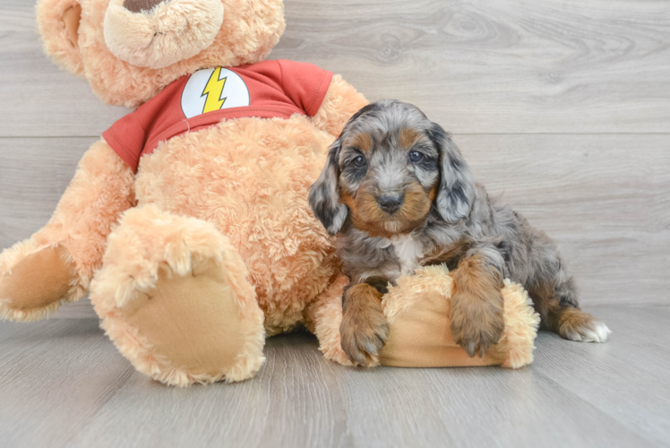 Fluffy Mini Aussiedoodle Poodle Mix Pup